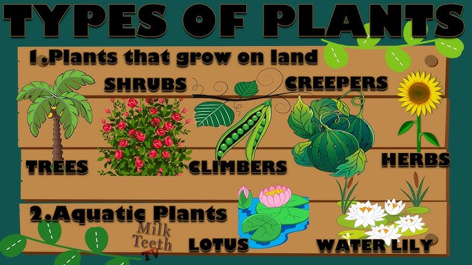 Types of Plants-Herbs, Shrubs, Trees, Climbers, and Creepers