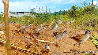 mikat burung tikusan alis putih di musim kawin