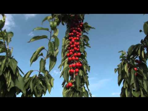Video: Čo sú jablká Zestar – Ako si doma vypestovať jabloň Zestar