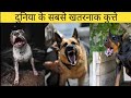 Duniya ke sabse khatarnak and shaktishali kutte ☠️💀 I दुनिया के सबसे खतरनाक कुत्ते 