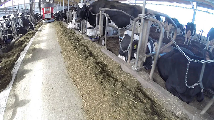 Brand new Rovibec MVR automated feed wagon (presented by DMD Picard)