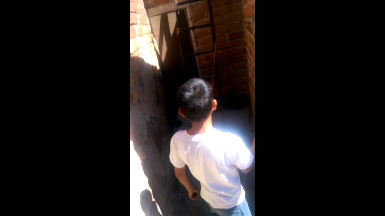 Dog climbing ladder YouTube