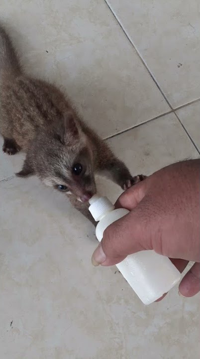MELATIH MUSANG BONDING NAMA