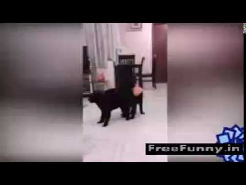 free animal sex videos free animal sex videos