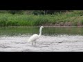 [힐링영상] 새들도 식사 후에 물을 마실까? (Are birds drinking water after eating fish?)