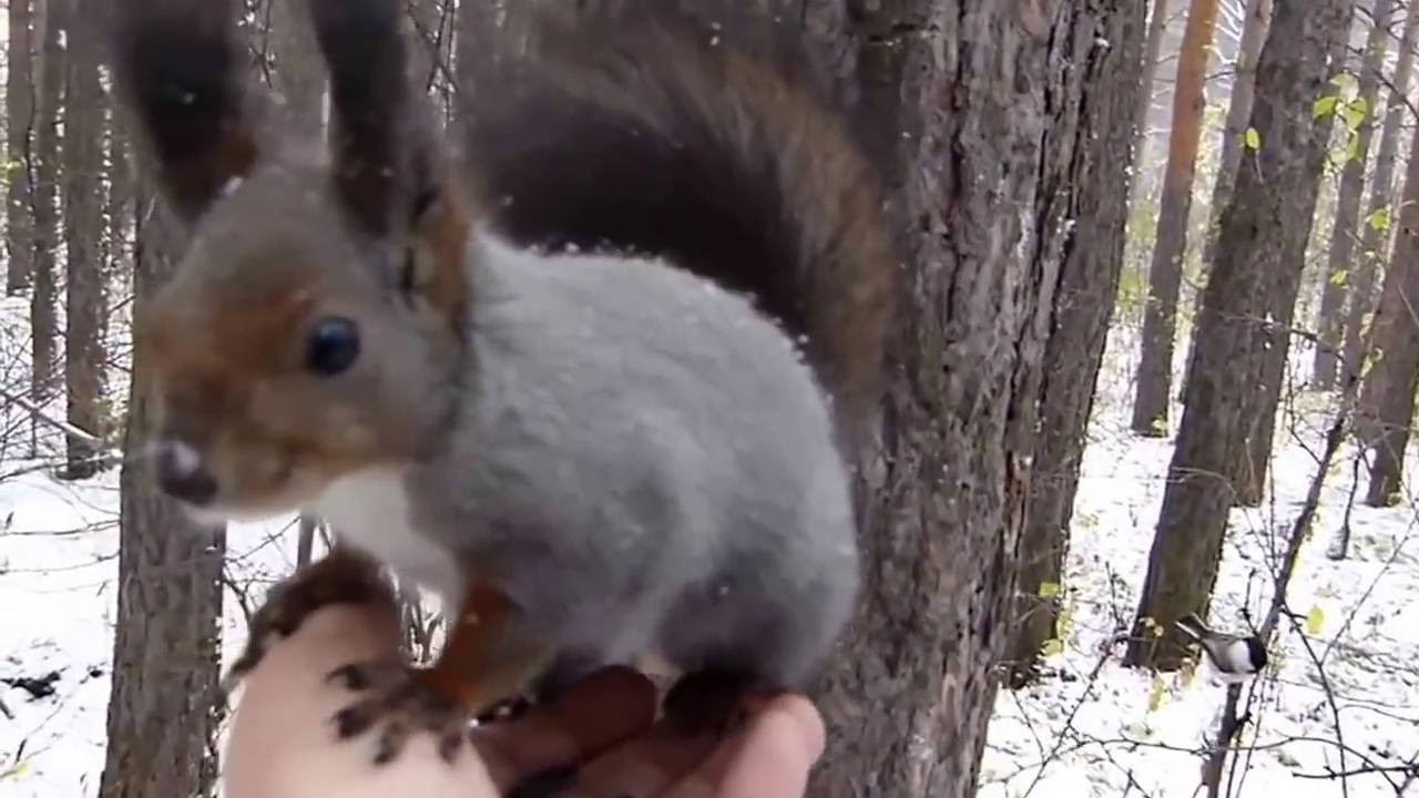 Forest Animals Eating from Friend's Hand YouTube