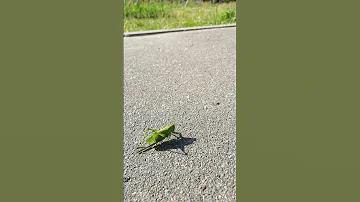 Кузнечик — прыжок в траву. Katydid. Певчий кузнечик. Tettigonia cantans