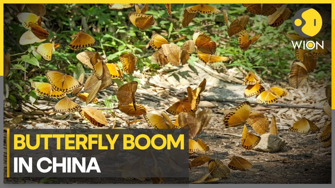 China’s Yunnan sees butterfly boom | WION Climate Tracker