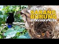 LIHAT...BANYAK SARANG BERBAGAI MACAM BURUNG YANG SUDAH ADA DI AVIARY SEMI ALAM KITA