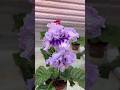 Streptocarpus DS-2989 #streptocarpus