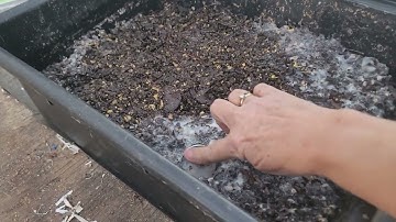 Pre-Compost Experiment Update: What’s Happening So Far?