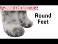 How to trim round paws on a large curly coated dog