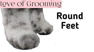 How to trim round paws | In this video I demonstrate how to trim a large fluffy coated Dog while keeping the foot on the table for most 