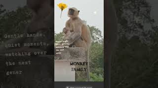 Monkey Kyo Family #youtubeshorts #shorts #ipl