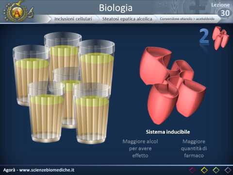 Video: Qual è la funzione di un lisosoma?