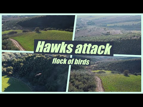 Γεράκια επιτίθενται σε σμήνος πουλιών / Hawks attack flock of birds / Starling Murmuration / Swarm