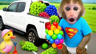 Monyet Bon Bon Imut memanen buah-buahan di peternakan dan mandi busa bersama teman bebek