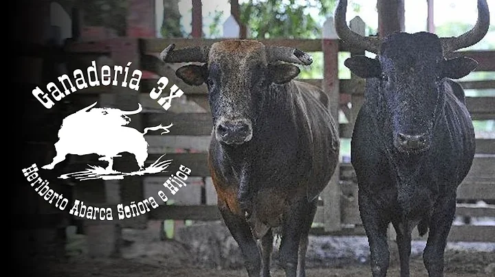 Ganadera 3X Documental  LOS TOROS MS BRAVOS DE LID...