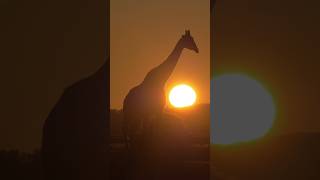 🦒Giraffe ECLIPSE ☀️