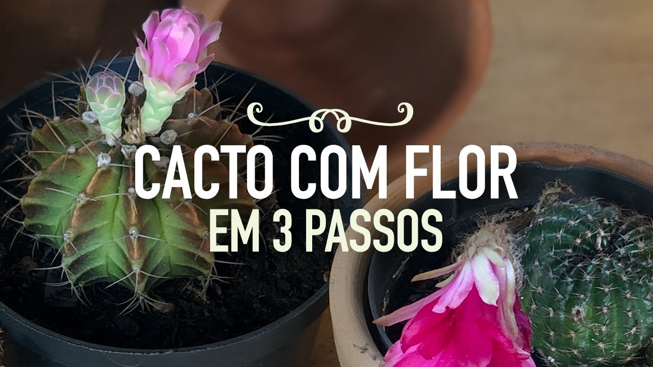 3 DICAS de OURO pro CACTO encher de FLORES 3 DICAS de OURO pro CACTO encher de FLORES