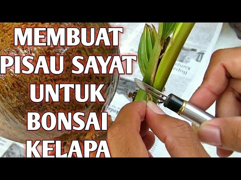 Membuat Pisau Ukir Dari Pulpen Bekas Untuk Bonsai Kelapa Youtube