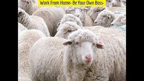 Herd Mentality NO MORE