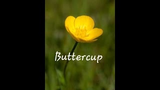Buttercup lyrics (made by Jack Stauber)