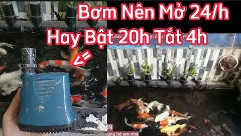 Bơm Hồ Cá Koi Nên Mở 24h Hay Cần Phải Tắt Bơm 2h/Ngày - Đây Là Câu Trả Lời Của Nhân Vlog 1989.