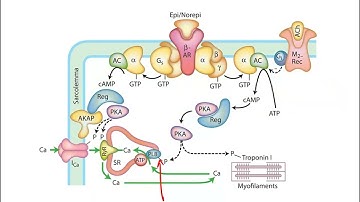 Cardiac Output Variability CVS physiology video part2 from USMLE First Aid Step one