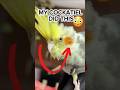 the biggest sing ur cockatiel trust you #cockatiel #viral #bonding #pets #shorts