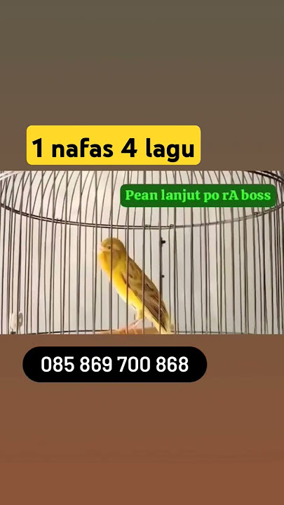 kenari isian lovebird cililin 1 nafas 4 lagu#kicaumania #reels