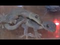 ヤモリの交尾 Japanese Gecko Mating