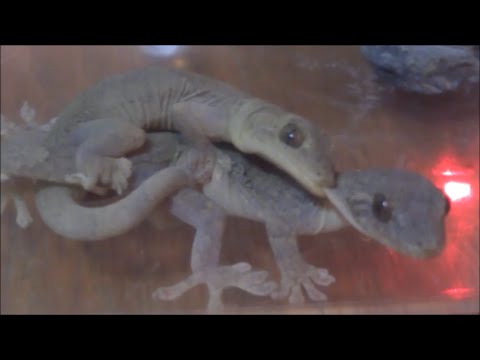 ヤモリの交尾 Japanese Gecko Mating Youtube
