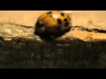 Capture de la vidéo Johnny Hollow - Firefly, The Short Film - Campaign