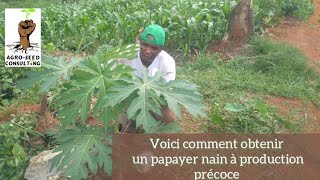 Culture des papayes : comment obtenir un papayer nain et à production précoce ?