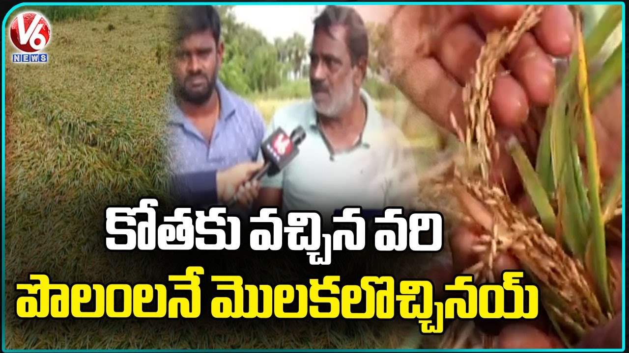 Crops Damaged in Karimnagar Due to Heavy Rain | V6 News - YouTube