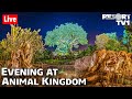 🔴Live: An Evening at Disney's Animal Kingdom - Walt Disney World Live Stream - 10-13-21