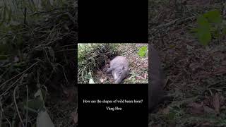 Wild boar mother gives birth, Vàng Hoa