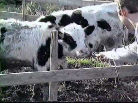 Video: Hullu Lehmä Jälleen