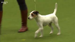Best of Breed, Terrier Group|PARSON RUSSELL TERRIER|
