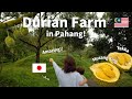 My first time at Durian Farm!/ドリアンファームに行ってきた！/マレーシア🇲🇾