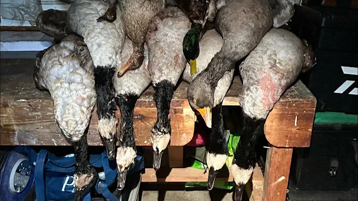 Duck And Goose Shooting UK | Strong Winds Brought The Geese IN!