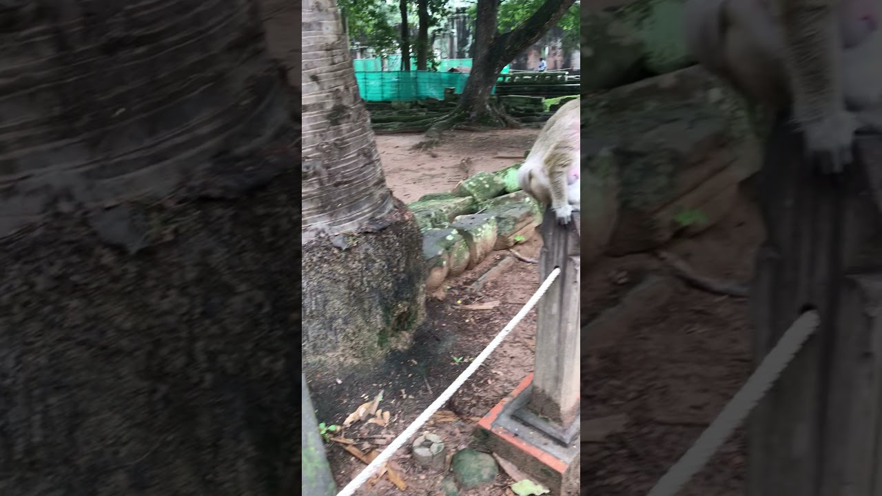 Monkey at Bayon temple