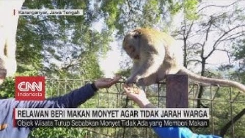 Relawan Beri Makan Monyet Agar Tidak Jarah Warga