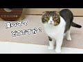 【ママが家を出て1日目】猫が何か言いたいようで見つめてきます…泣