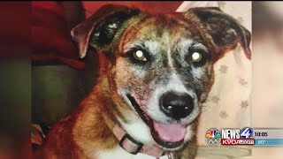 N4T Investigators: Four dogs killed in one neighborhood