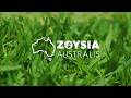 Zoysia Australis | Turf Variety Overview