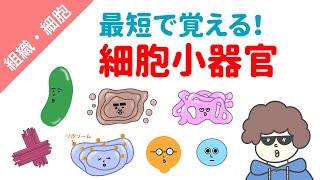 細胞（細胞小器官の働き）を最速で覚えるコツ