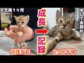 祠の棚の中に捨てられていた231gしかない子猫が幸せを掴むまでの記録【成長記録】