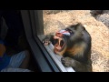 Baboon Shows Off Funny Faces Baboon Shows Off Funny Faces